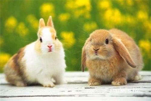 孕妇梦到兔子是什么意思_孕妇梦见兔子是生男生女