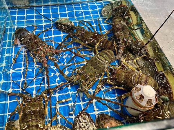 小青龙长什么样_小青龙图片大全怎么找