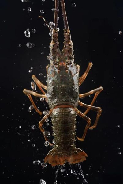 小青龙长什么样_小青龙图片大全怎么找