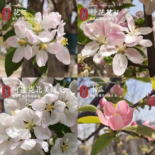 海棠花图片大全_如何识别不同品种