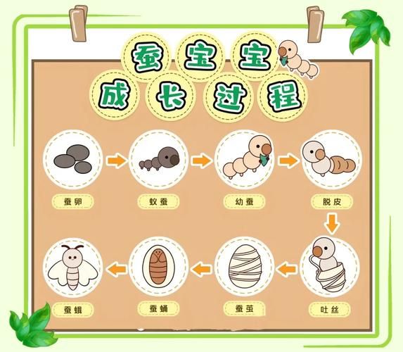 蚕宝宝生长过程_几天结茧