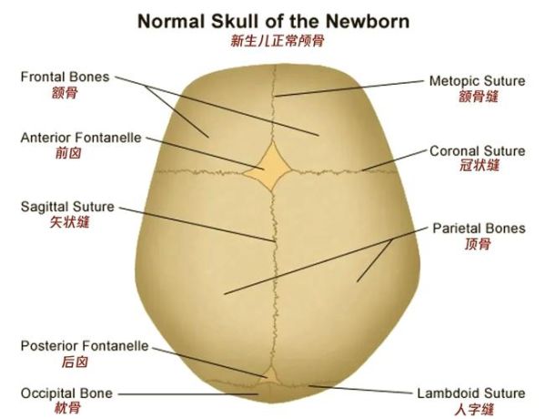 正常宝宝冠状缝图片_冠状缝闭合时间