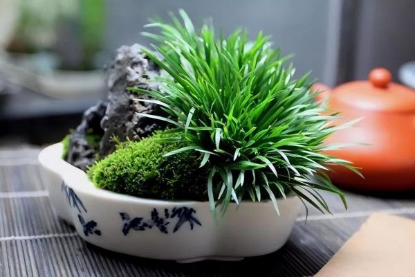 菖蒲图片大全_菖蒲怎么养