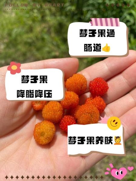 梦到摘果子是什么意思_梦到摘果子预示什么