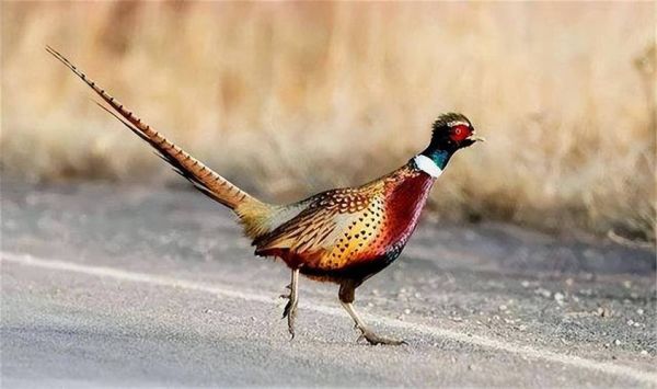 野鸡图片大全大图_野鸡长什么样