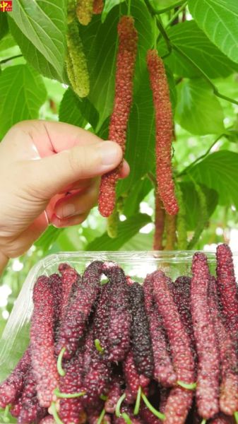 桑葚图片大全_桑葚长什么样