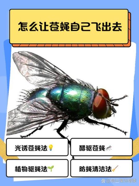 梦到好多苍蝇是什么意思_梦到苍蝇怎么破解