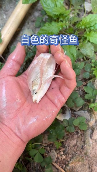 女人梦到白色的鱼_白色鱼梦境寓意