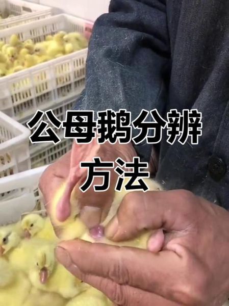 小鹅图片大全_如何挑选高清萌图