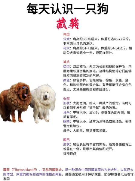 梦到藏獒是什么意思_梦见藏獒咬人怎么办