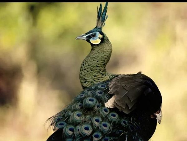 绿孔雀图片大全_如何分辨绿孔雀真假