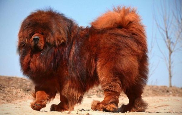 梦到藏獒是什么意思_梦见藏獒咬人怎么办