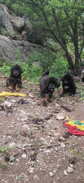 梦到藏獒是什么意思_梦见藏獒咬人怎么办