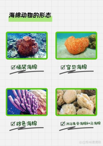 海绵宝宝是什么生物_海绵宝宝原型是哪种海绵