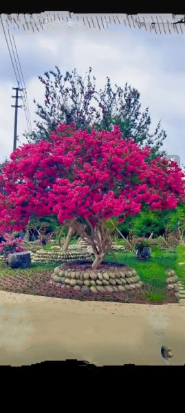 花树图片大全_哪些品种适合庭院种植