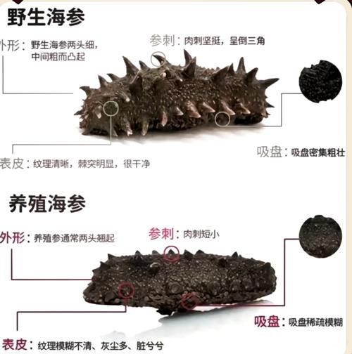 梦到海参是什么意思_梦见海参好不好