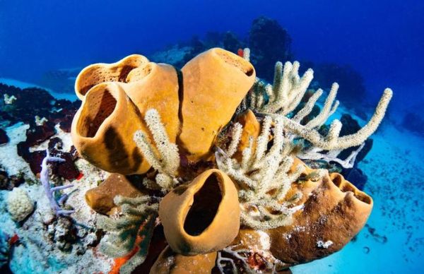 海绵宝宝是什么生物_海绵宝宝原型是哪种海绵