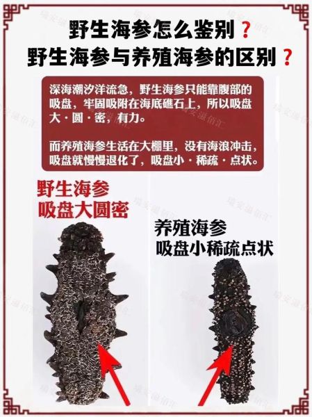 梦到海参是什么意思_梦见海参好不好