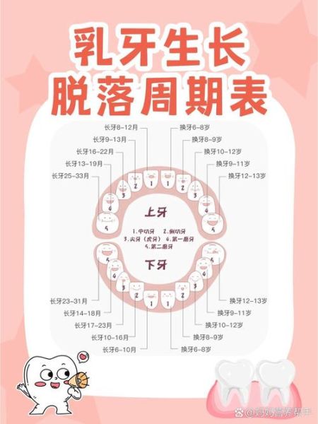 宝宝掉牙正常吗_乳牙脱落顺序