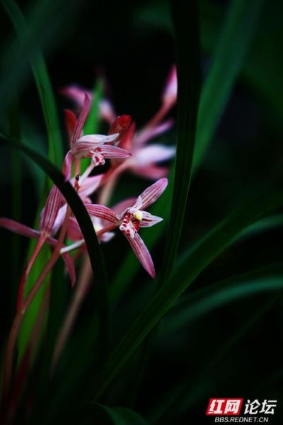 幽兰图片大全_幽兰高清壁纸哪里找