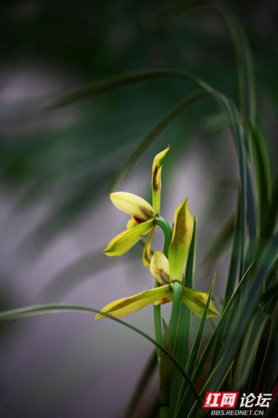 幽兰图片大全_幽兰高清壁纸哪里找