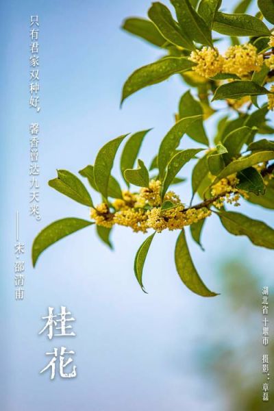 桂花图片大全_如何拍摄桂花细节