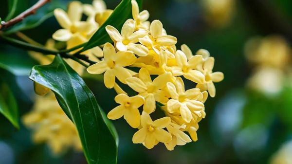 桂花图片大全_如何拍摄桂花细节