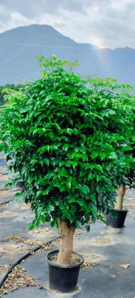 幸福树图片大全大图_幸福树高清图片怎么拍