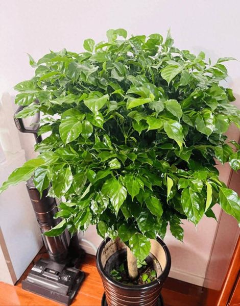 幸福树图片大全大图_幸福树高清图片怎么拍