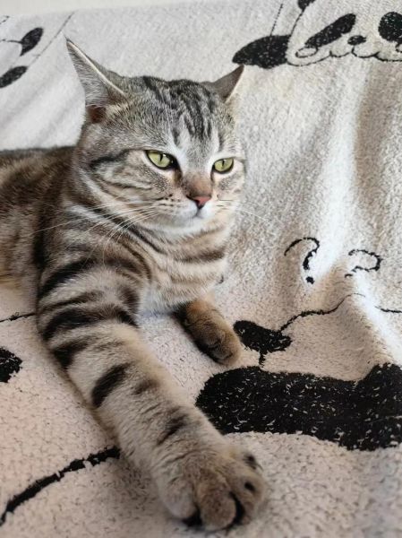 小花猫图片大全_如何挑选高清壁纸