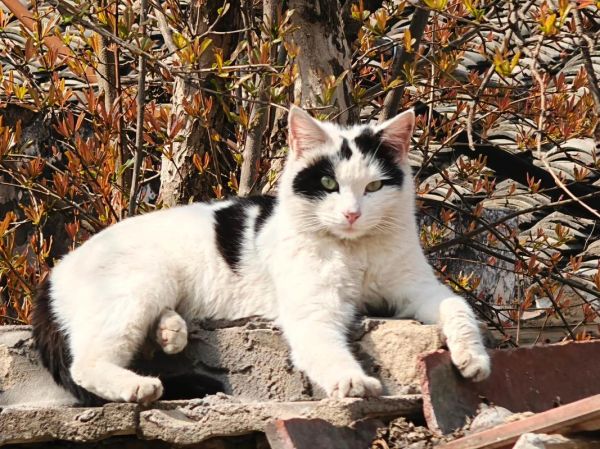 小花猫图片大全_如何挑选高清壁纸