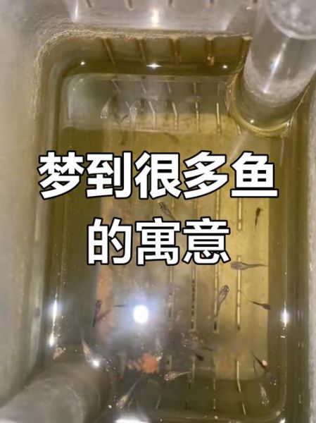 梦到河里有鱼是什么意思_梦到河里有鱼好不好