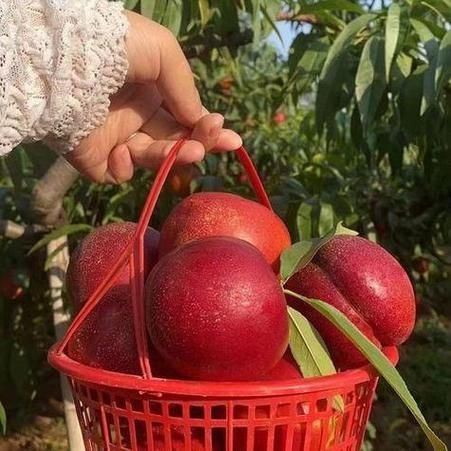 梦到偷桃子是什么意思_偷桃子梦境解析