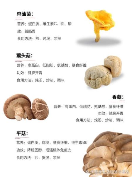 大蘑菇图片大全_如何辨别可食用品种