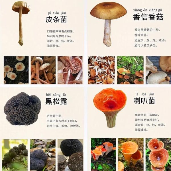 大蘑菇图片大全_如何辨别可食用品种