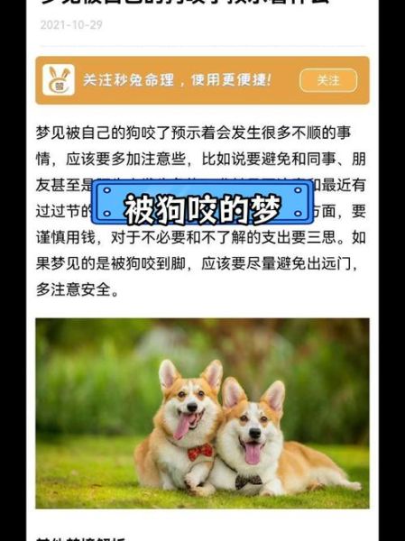 做梦梦到狗咬是什么意思_梦见狗咬自己怎么办