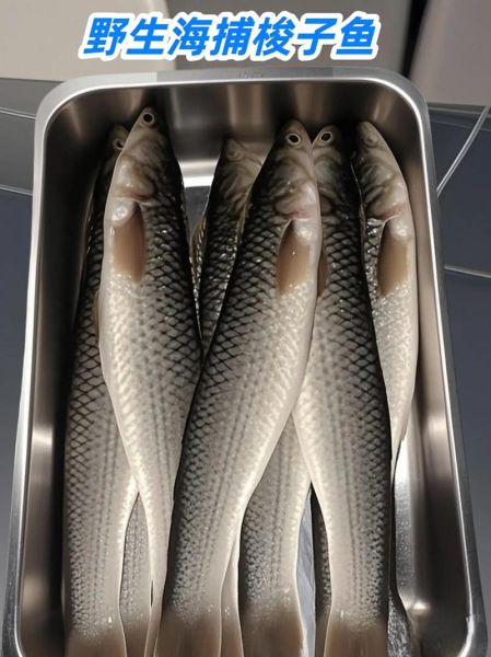 梭子鱼长什么样_梭子鱼图片大全高清