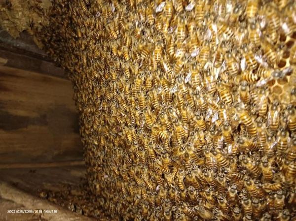 梦到蜜蜂是什么意思_梦到蜜蜂是吉兆吗