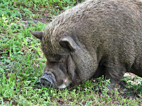 野猪长什么样_野猪图片大全高清图哪里找