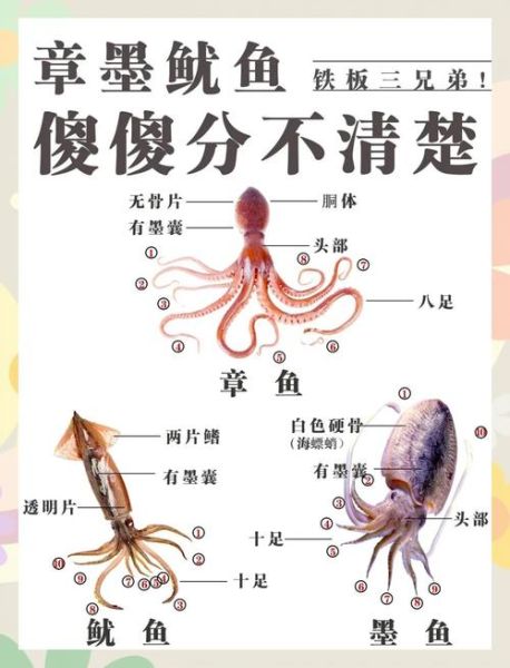常见海洋生物图片大全_如何识别