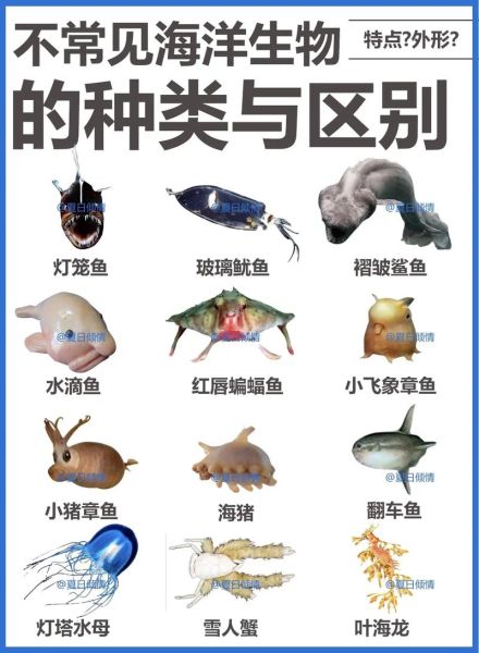 常见海洋生物图片大全_如何识别