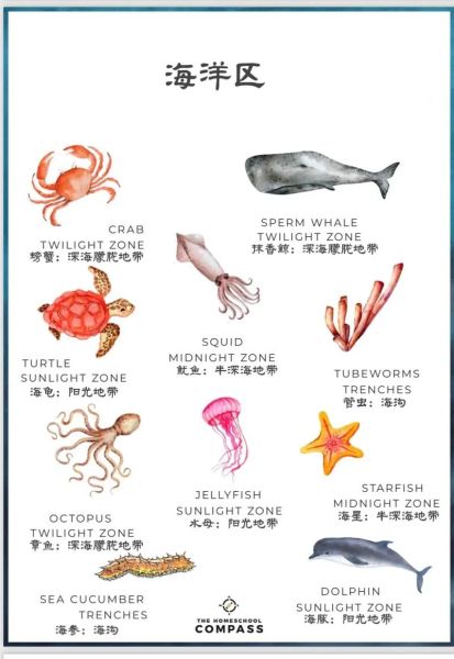 常见海洋生物图片大全_如何识别