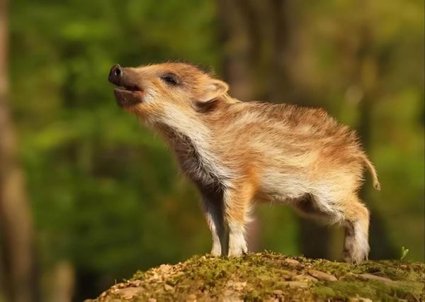 野猪长什么样_野猪图片大全高清图哪里找