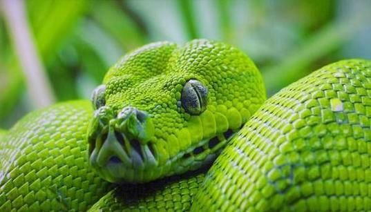 梦到绿色的蛇是什么意思_梦见绿蛇是吉是凶