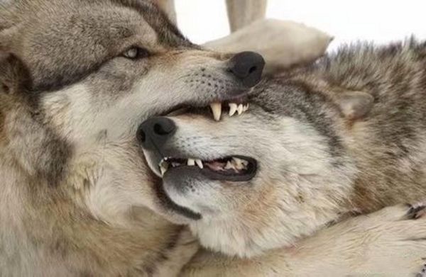 梦到狼咬我是什么意思_被狼咬预示什么