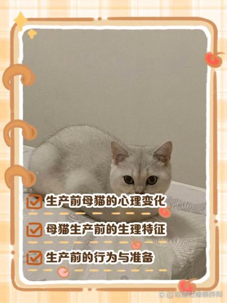小猫生宝宝要多久_母猫生产前有什么征兆