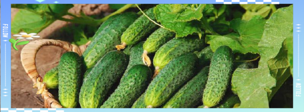 梦到菜是什么意思_梦见蔬菜吉凶解析