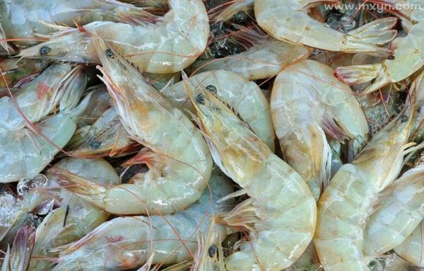 梦到捉虾是什么意思_梦见捉虾的预兆