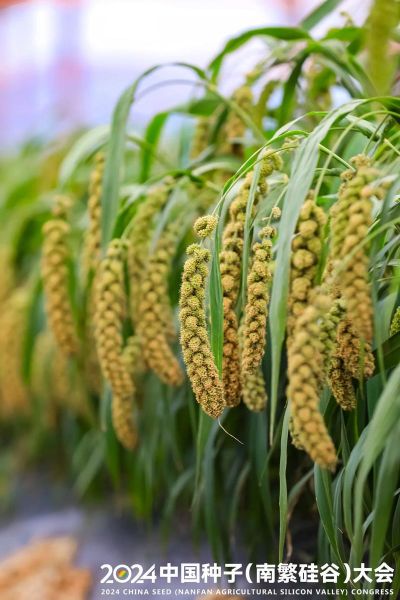 小米图片大全大图_哪里找高清无水印