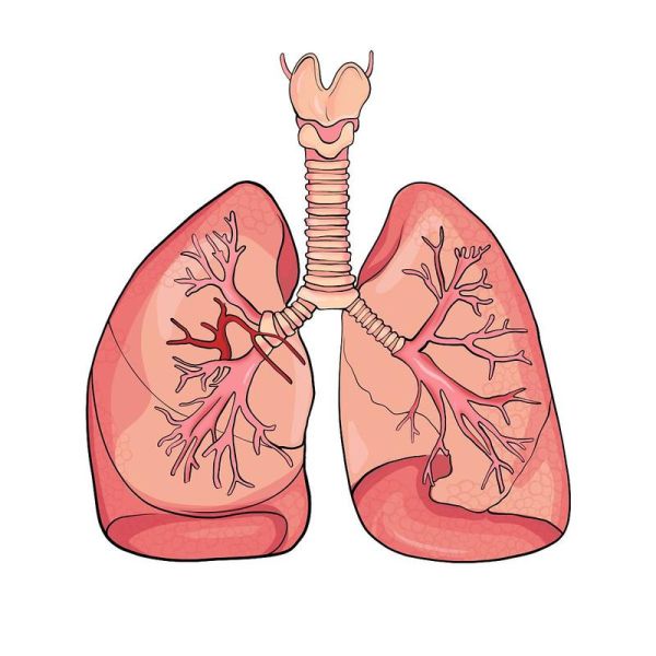 肺在哪里_肺的位置图片大全